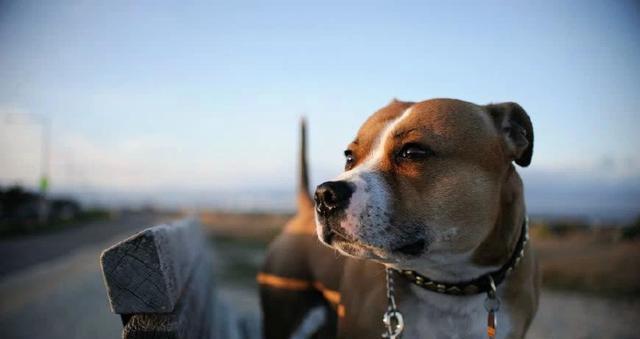 hjc888黄金城宠物